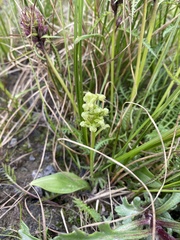 Platanthera obtusata