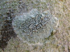 Pertusaria hymenea