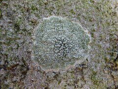 Pertusaria hymenea