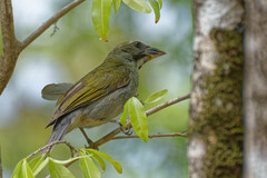 Saltator albicollis