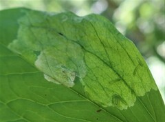 Parallelomma paridis
