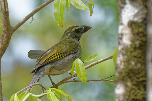 Lesser Antillean Saltator (Saltator albicollis), photo 5