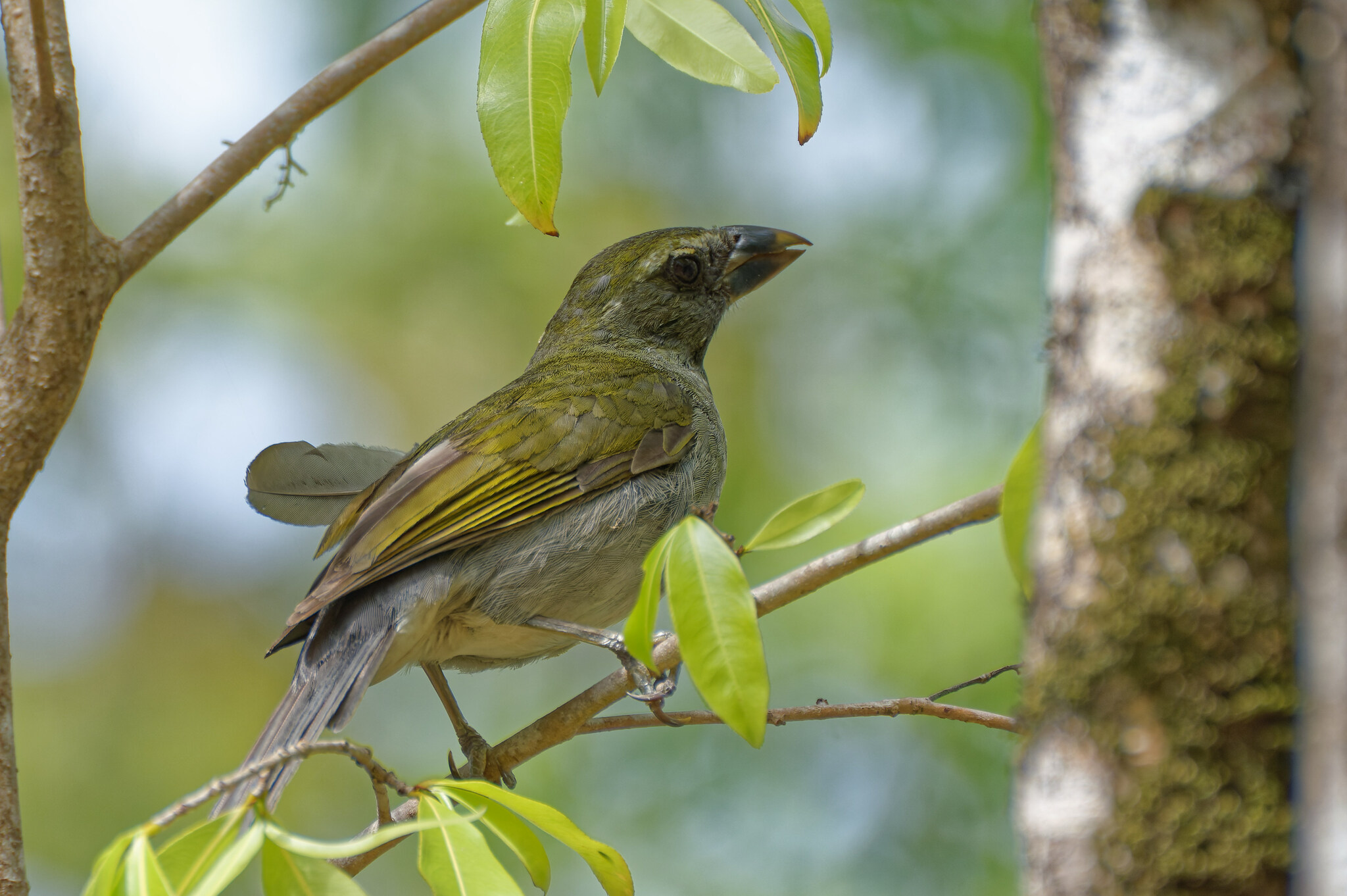 Lesser Antillean Saltator illustration