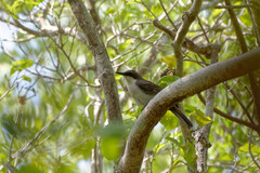 Ramphocinclus brachyurus brachyurus