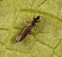 Limothrips cerealium