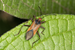 Hypselonotus bitrianguliger
