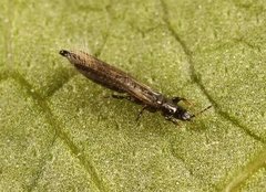 Limothrips cerealium