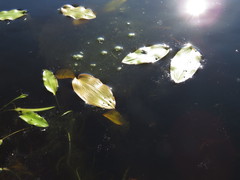 Potamogeton amplifolius