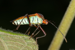 Hypselonotus bitrianguliger
