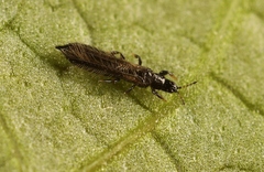 Limothrips cerealium