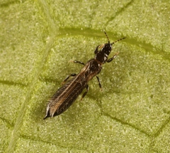 Limothrips cerealium