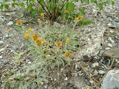 Pentanema montanum