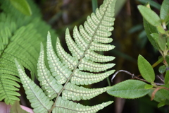 Dryopteris sublacera
