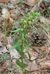Epipactis helleborine orbicularis