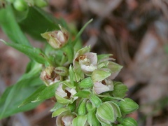 Epipactis helleborine orbicularis