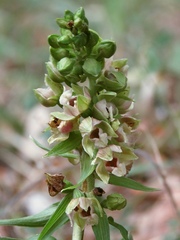 Epipactis helleborine orbicularis