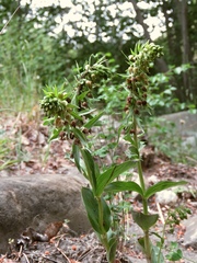Epipactis helleborine orbicularis