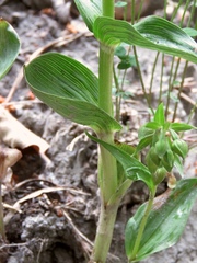 Epipactis helleborine orbicularis