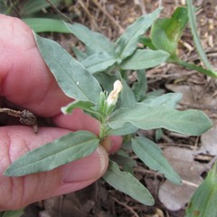 Spigelia hedyotidea