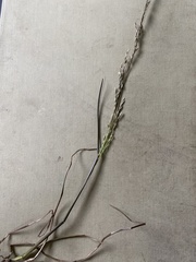 Deschampsia beringensis