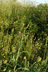 Tragopogon dasyrhynchus
