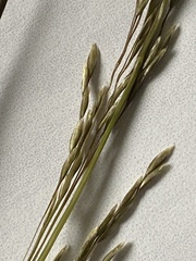 Deschampsia beringensis