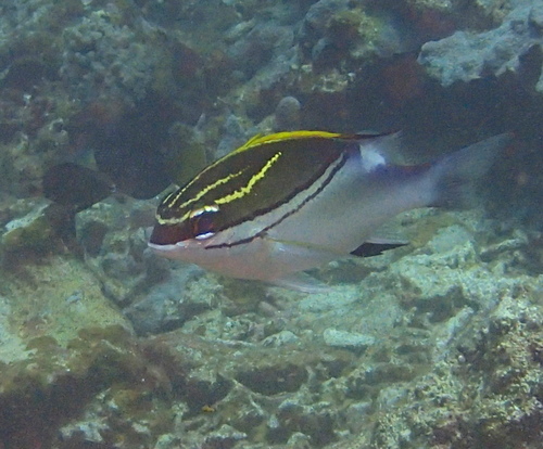 Bridled Monocle Bream, Ishigaki isl. Ryukyu islands, Japan., photo 7 of 10