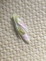 Deschampsia beringensis