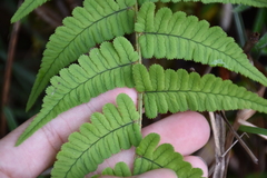 Dryopteris sublacera