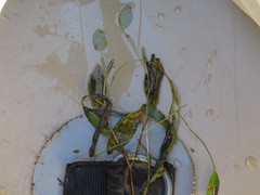 Potamogeton amplifolius