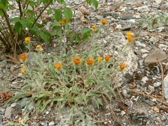 Pentanema montanum
