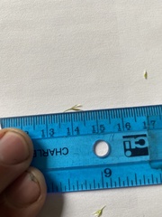 Deschampsia beringensis