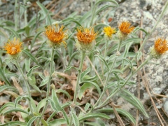 Pentanema montanum