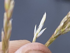 Deschampsia beringensis