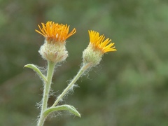 Pentanema montanum