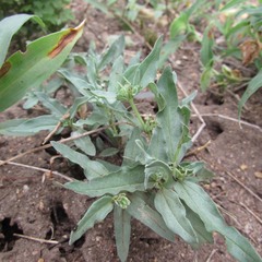 Spigelia hedyotidea