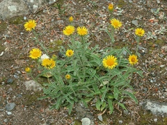 Pentanema montanum