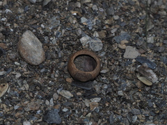 Muscardinus avellanarius