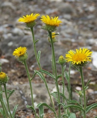 Pentanema montanum