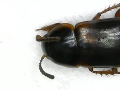 Tachinus proximus