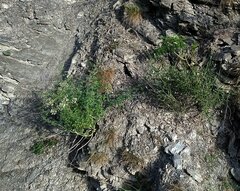 Laserpitium gallicum