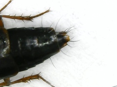 Tachinus proximus