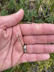 Anthoxanthum arcticum