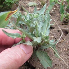 Spigelia hedyotidea