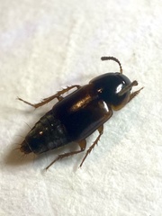 Tachinus proximus