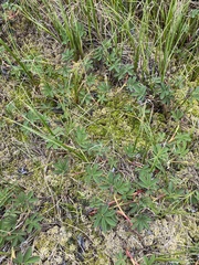 Anthoxanthum arcticum