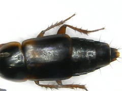 Tachinus proximus