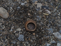 Muscardinus avellanarius