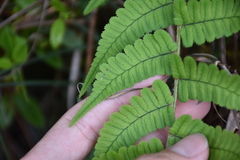 Dryopteris sublacera