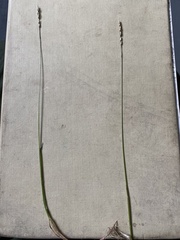 Anthoxanthum arcticum